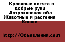 Красивые котята в добрые руки - Астраханская обл. Животные и растения » Кошки   